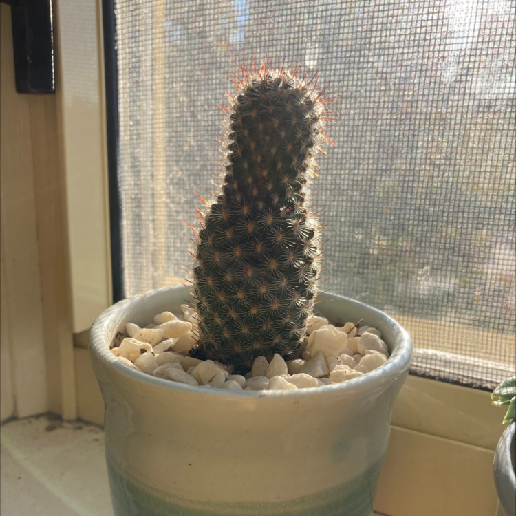 A healthy Hooked Cactus in a pot on a windowsill with visible soil and no signs of discoloration.