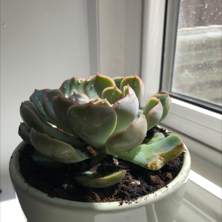Photo of the plant species Echeveria 'Orion' by @jazzhart named Nemo on Greg, the plant care app