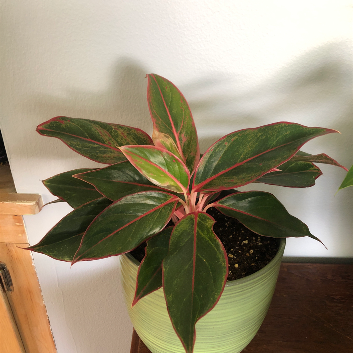 Angel Wings plant photo by @kaylathrivesonlife29 named Reya on Greg, the plant care app.