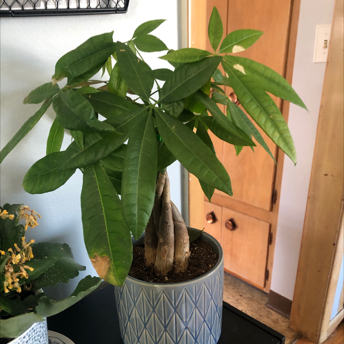 Money Tree plant photo by @kaylathrivesonlife29 named Domino on Greg, the plant care app.