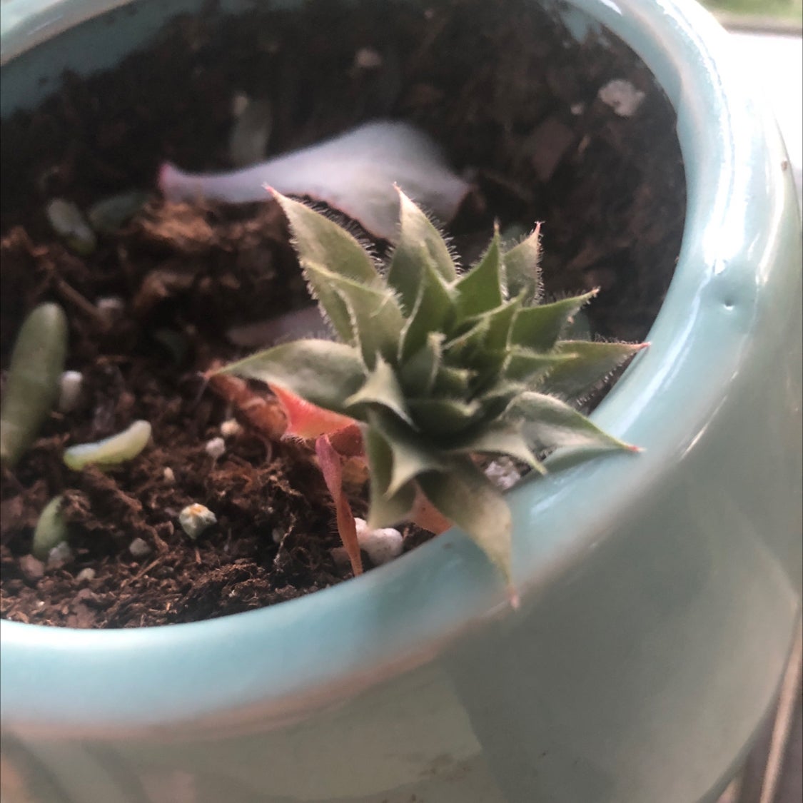 Aeonium Arboreum plant photo by @kaylathrivesonlife29 named Mysterio on Greg, the plant care app.