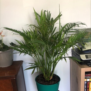 Bamboo Palm plant photo by @kaylathrivesonlife29 named Beatrice on Greg, the plant care app.