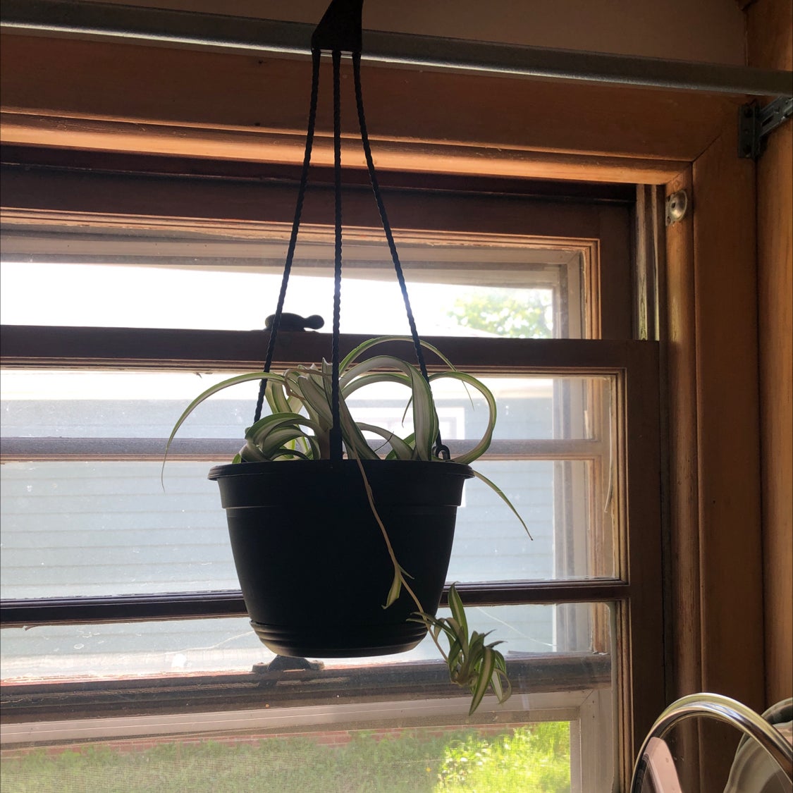 Curly Spider Plant plant photo by @kaylathrivesonlife29 named Aragog on Greg, the plant care app.