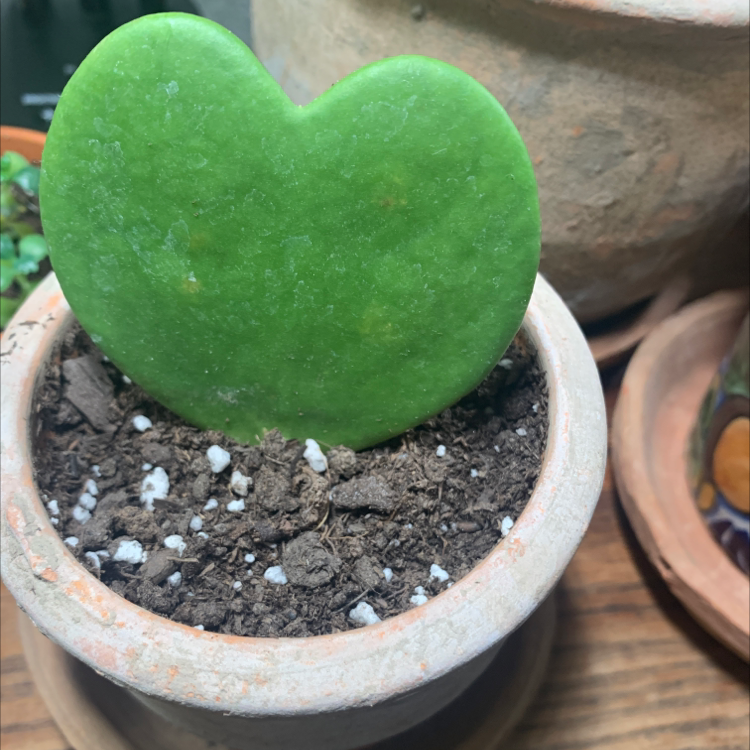 Sweetheart Hoya plant in a small pot with visible soil, vibrant green leaf.