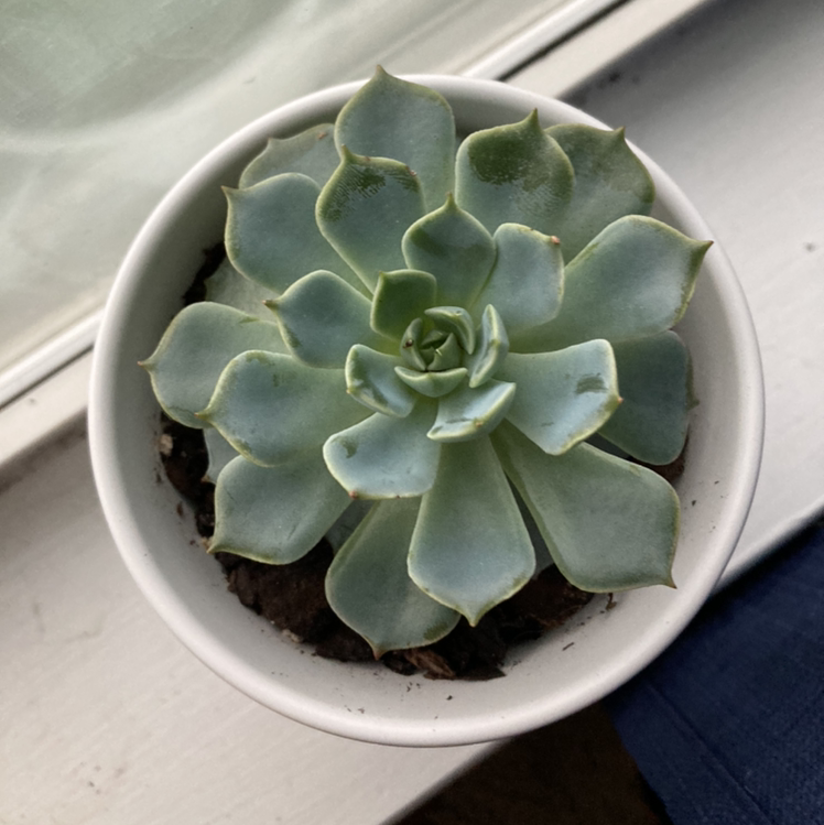 Echeveria 'Morning Beauty' succulent in a white pot, healthy with no visible issues.