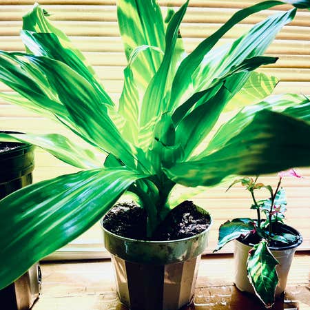 Photo of the plant species Dracaena Limelight by Lindsey named Dracaena 'Lime Light' on Greg, the plant care app