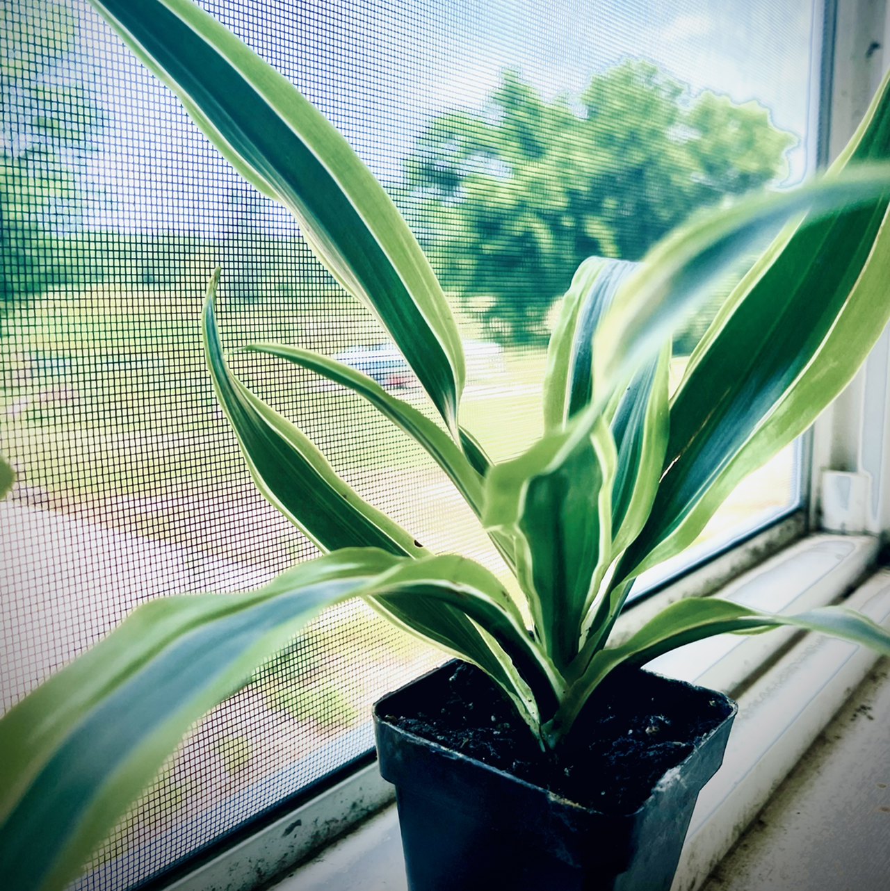 Dracaena 'Warneckii' plant on a windowsill with vibrant green leaves and white stripes.
