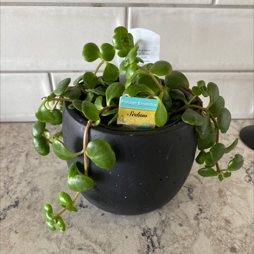 Sedum 'Tundra Tornado' plant photo by @berettamiller named Anne on Greg, the plant care app.