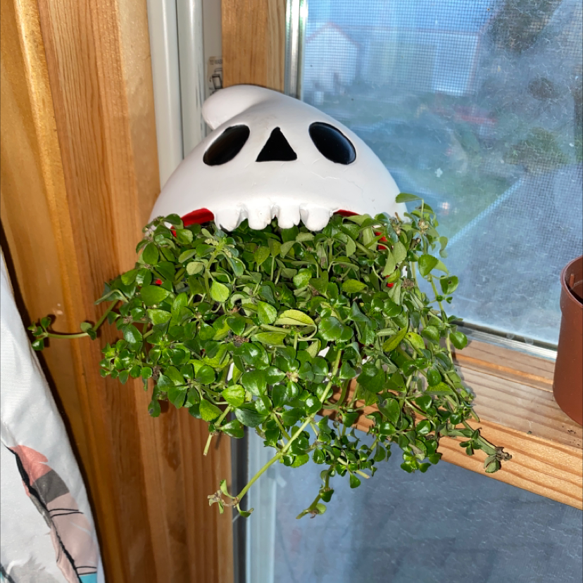 Thriving Pilea Baby Tears cascading from a whimsical white skull planter hanging in a sunny window