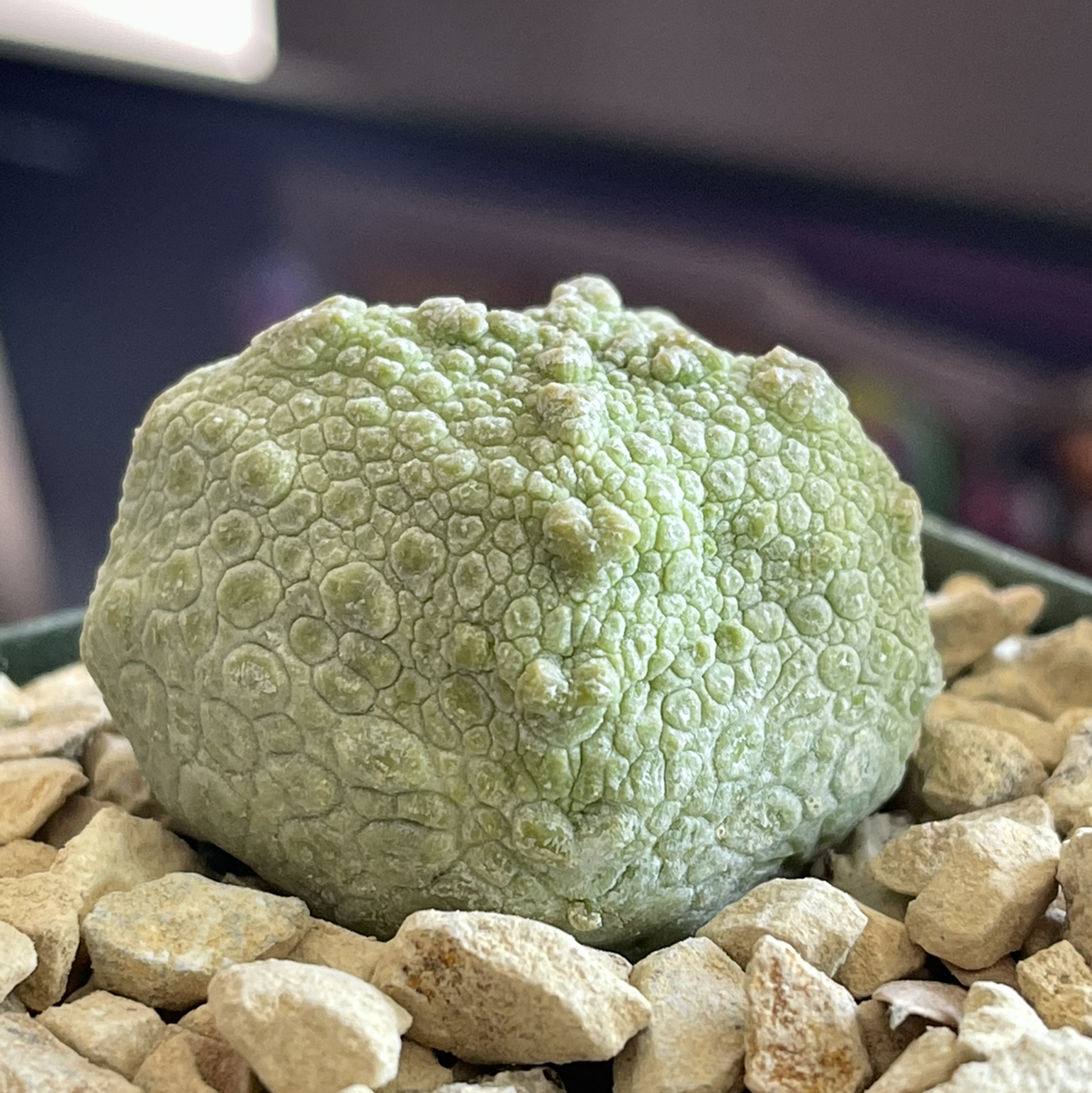 Photo of the plant species Cube Pseudolithos by @Calkinos named Your plant on Greg, the plant care app