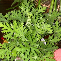 Hooded-Leaf Pelargonium plant