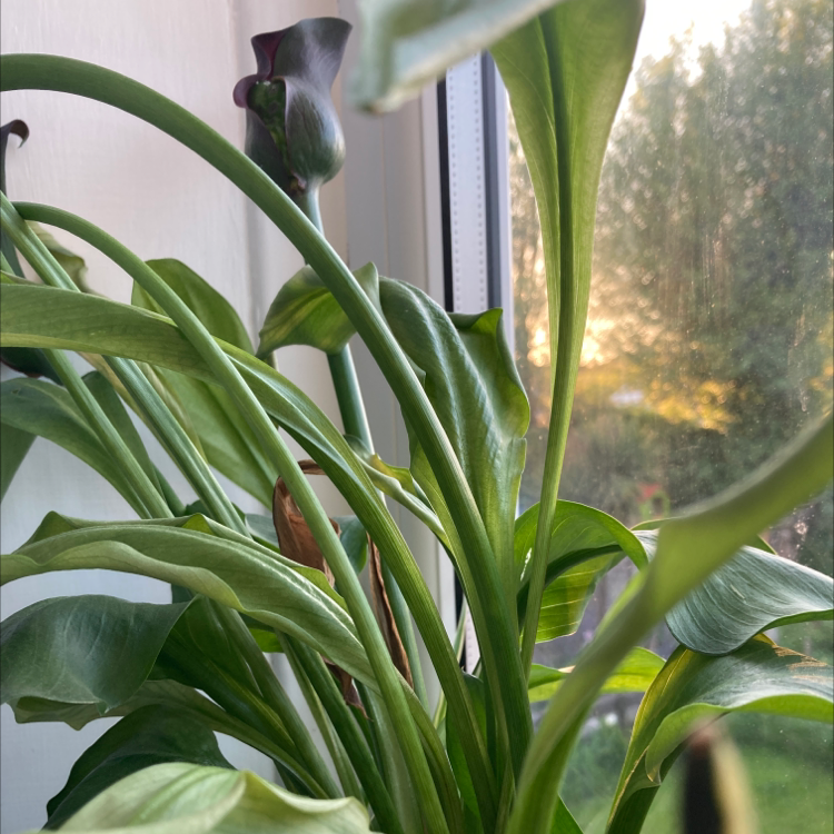 Calla Lily plant photo by @katiekoleva named Lebron on Greg, the plant care app.
