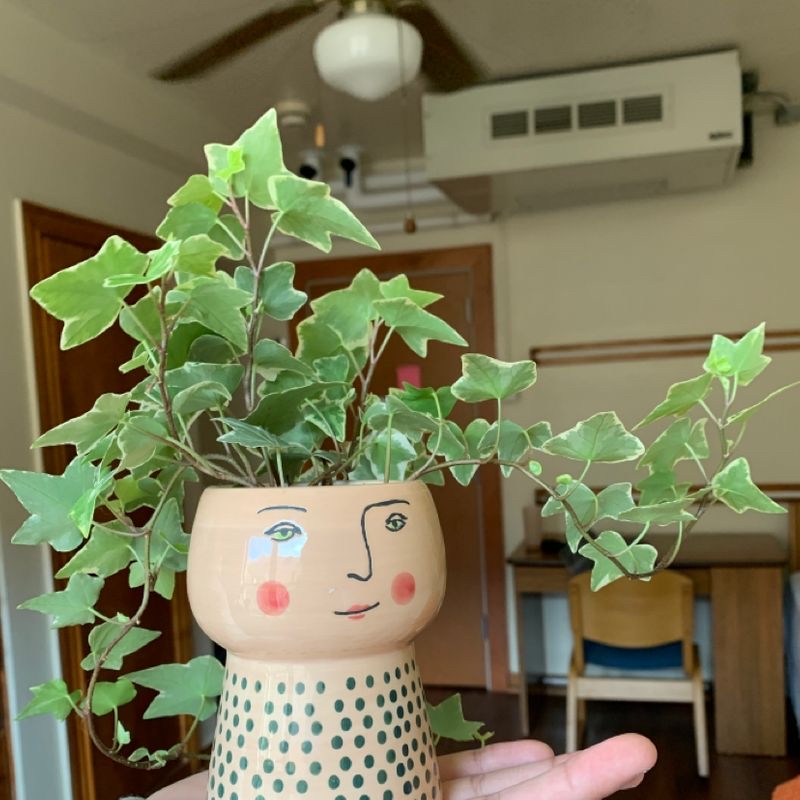 Photo of the plant species Hibiscus by Delaney named Ivy on Greg, the plant care app