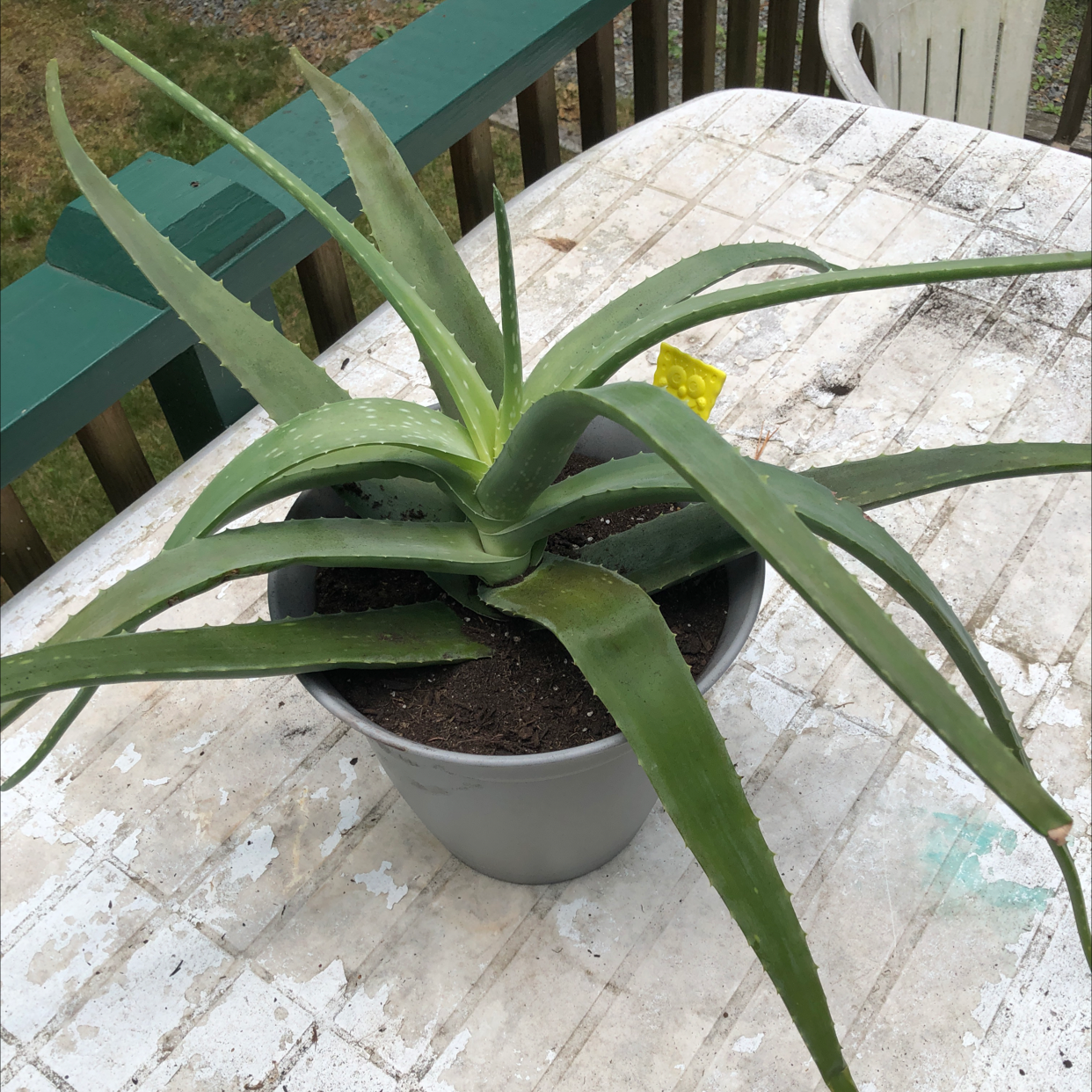 Aloe vera plant photo by Hailey  named Spike on Greg, the plant care app.