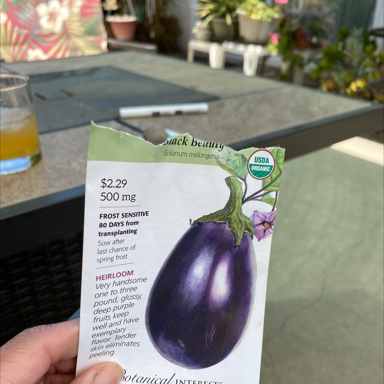 Photo of the plant species Eggplant by Yvonne named Eggward Alexander on Greg, the plant care app