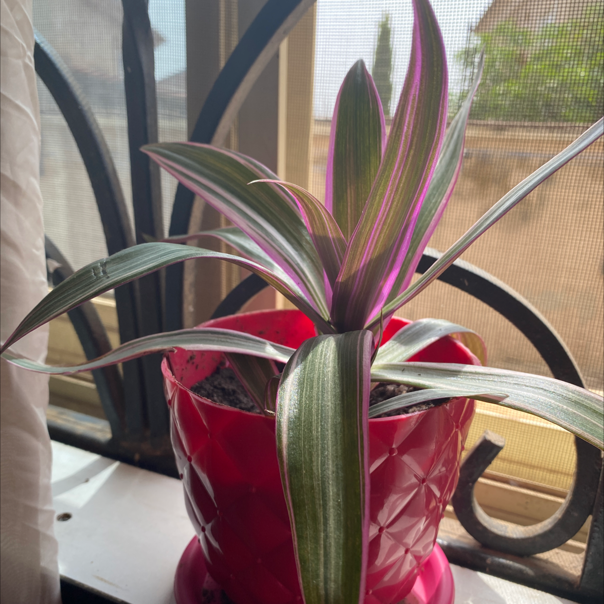 Healthy variegated Moses-in-the-Cradle houseplant with vibrant purple and green foliage, photographed in natural light.