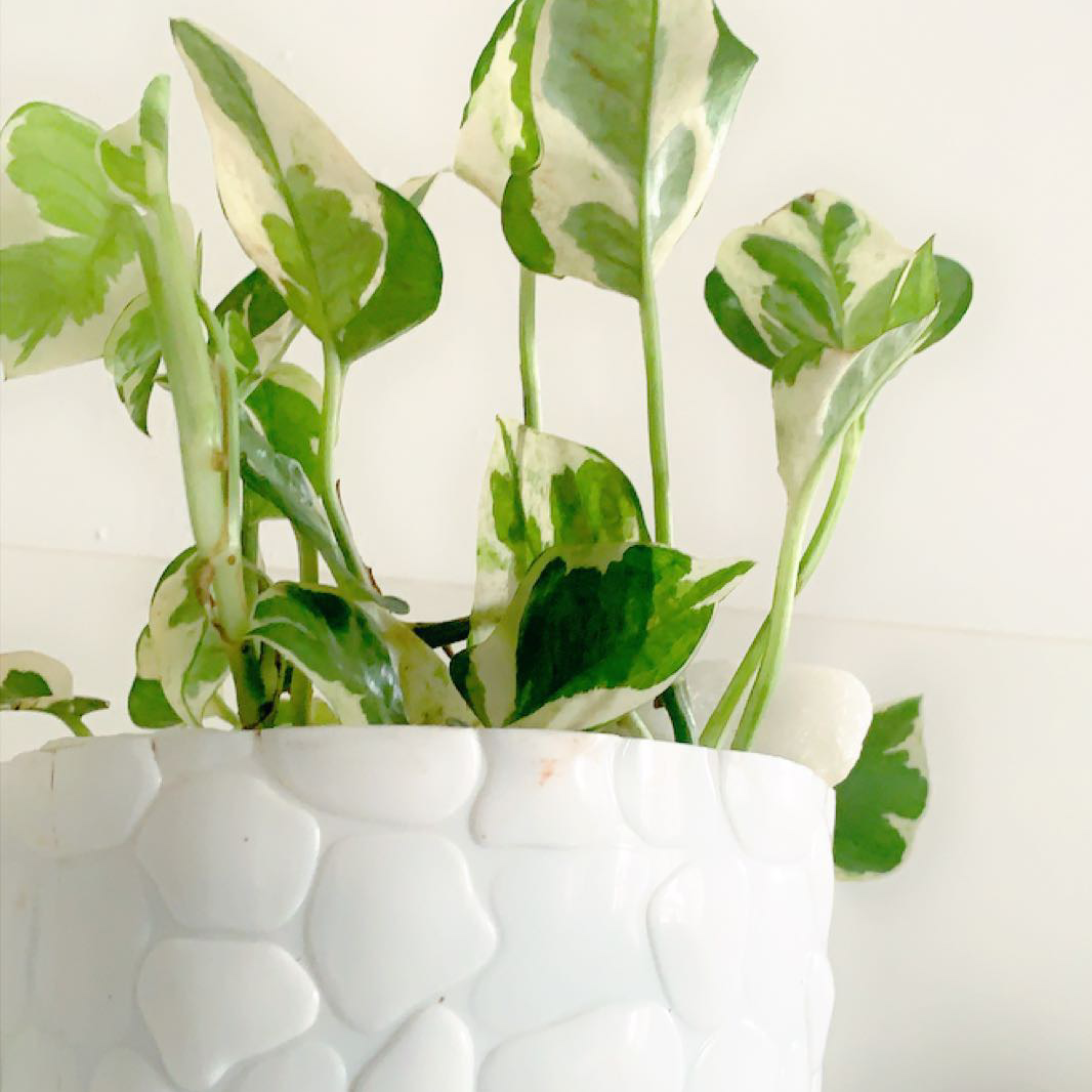 Photo of the plant species Pothos N' Joy by @itz_estefania named Rainier on Greg, the plant care app