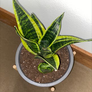 Snake Plant plant in Las Vegas, New Mexico