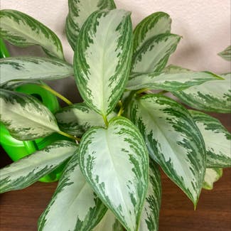 Chinese Evergreen plant in Las Vegas, New Mexico