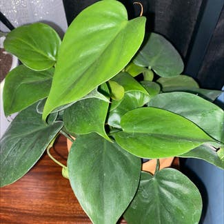 Heartleaf Philodendron plant in Las Vegas, New Mexico
