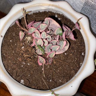 String of Hearts plant in Las Vegas, New Mexico