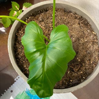 Split Leaf Philodendron plant in Las Vegas, New Mexico