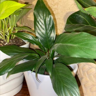 Peace Lily plant in Las Vegas, New Mexico