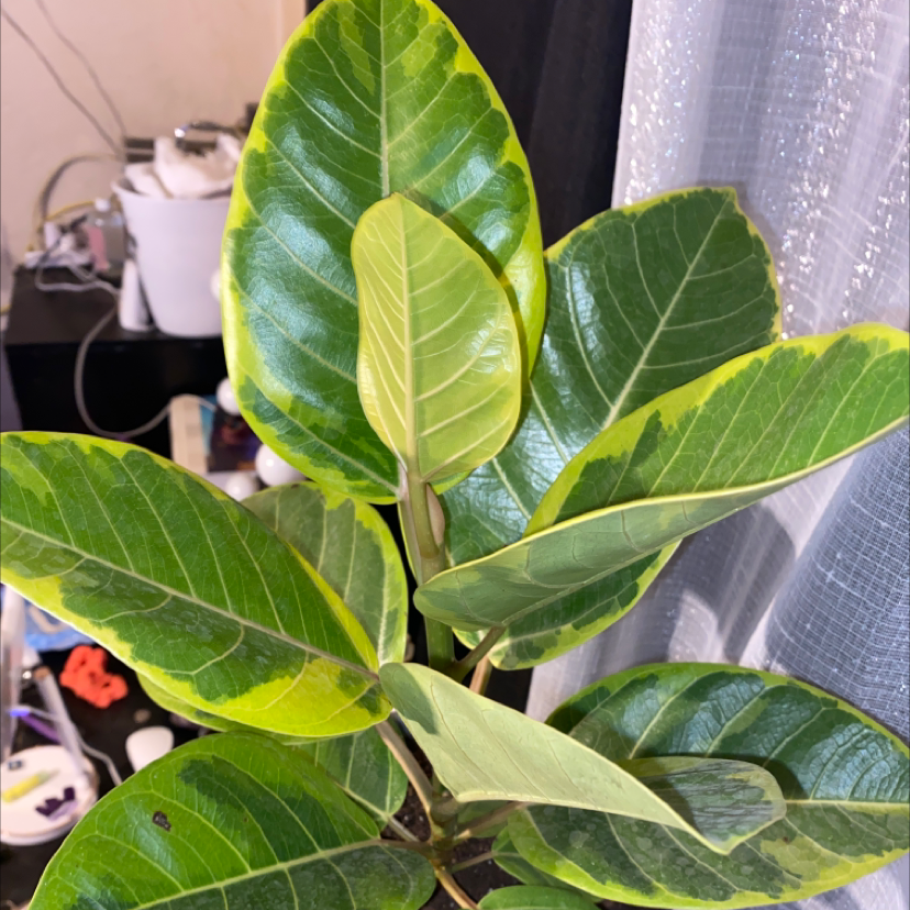 Photo of the plant species Yellow Ficus by @jayjayy named Pepito on Greg, the plant care app