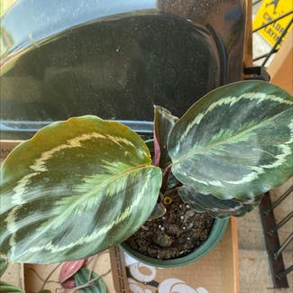Calathea 'Medallion' plant in Las Vegas, New Mexico