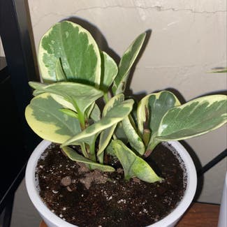 Jelly Peperomia plant in Las Vegas, New Mexico
