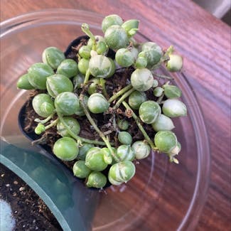 String of Pearls plant in Las Vegas, New Mexico