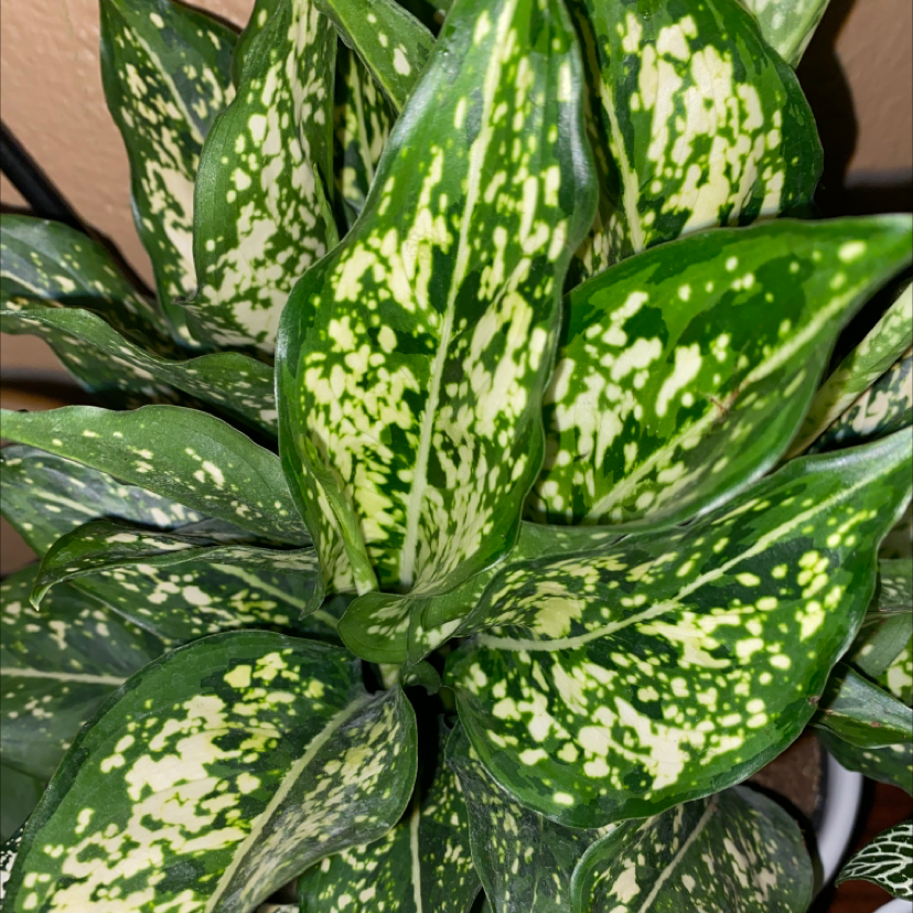 Photo of the plant species Aglaonema 'Silver Splash' by @jayjayy named Little foot on Greg, the plant care app
