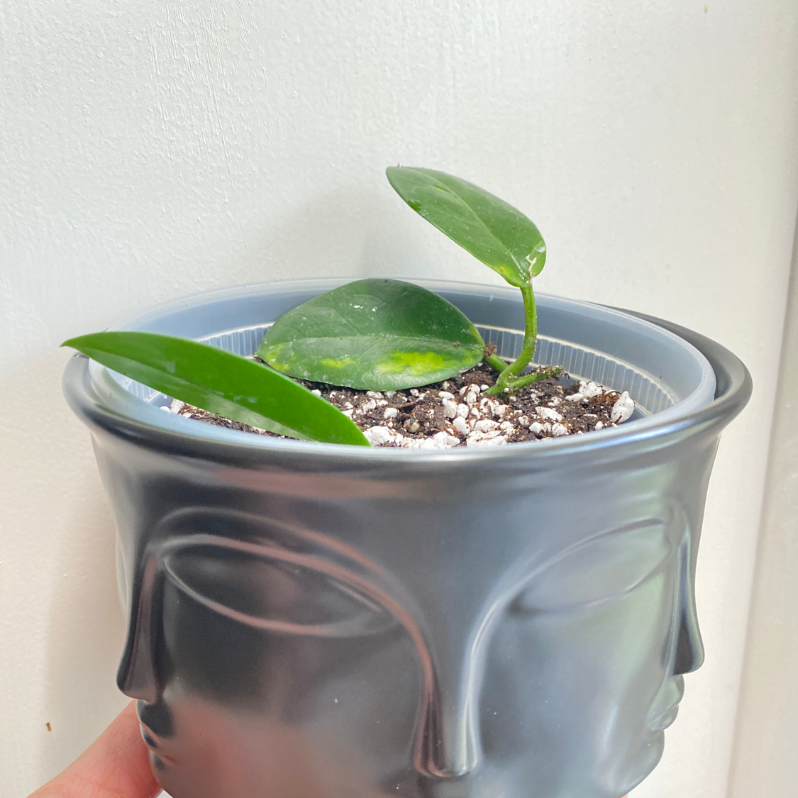 Potted Waxvine plant with some yellowing on one leaf, in a decorative pot with a face design.