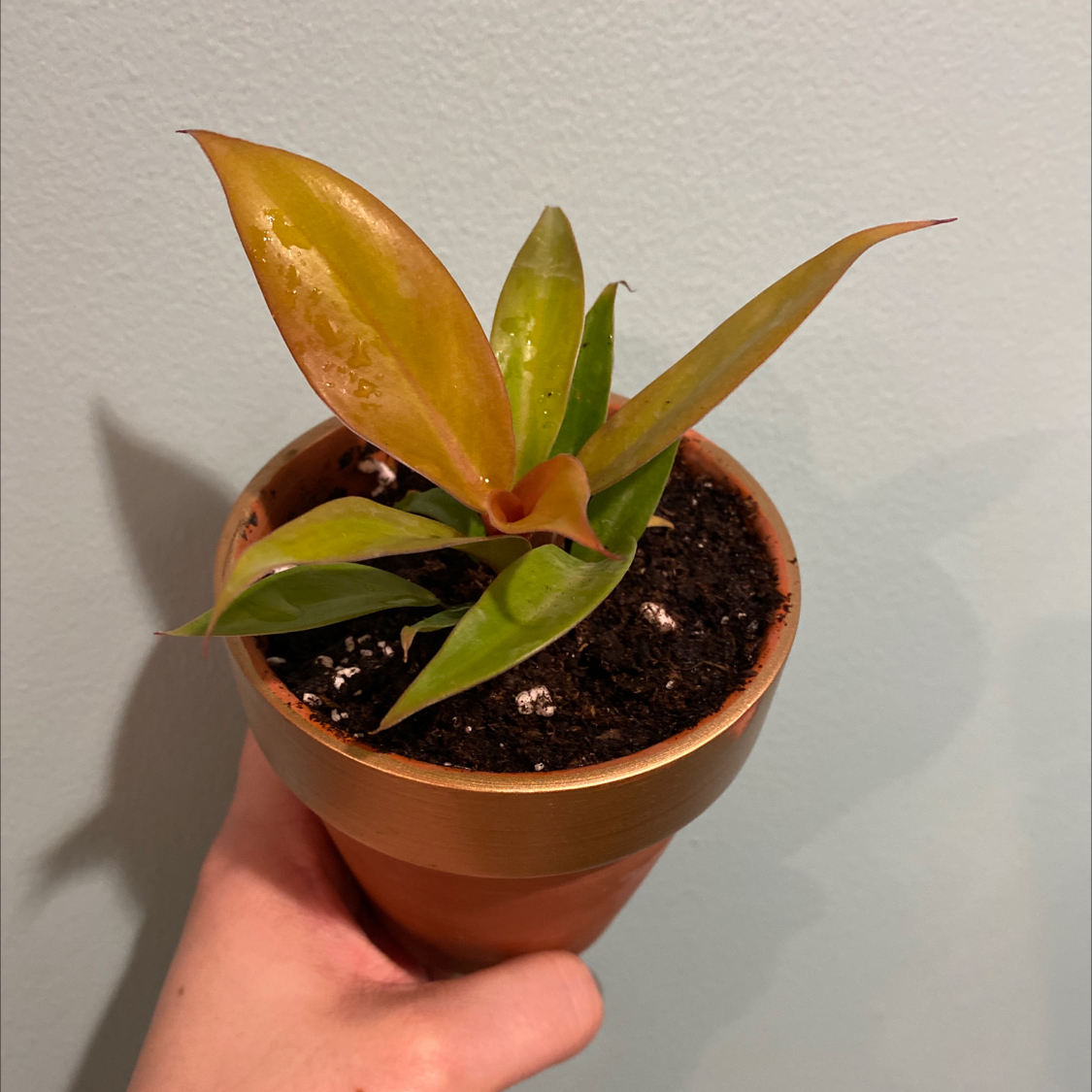 Photo of the plant species Philodendron Prince of Orange by @Amdewil named Prince on Greg, the plant care app