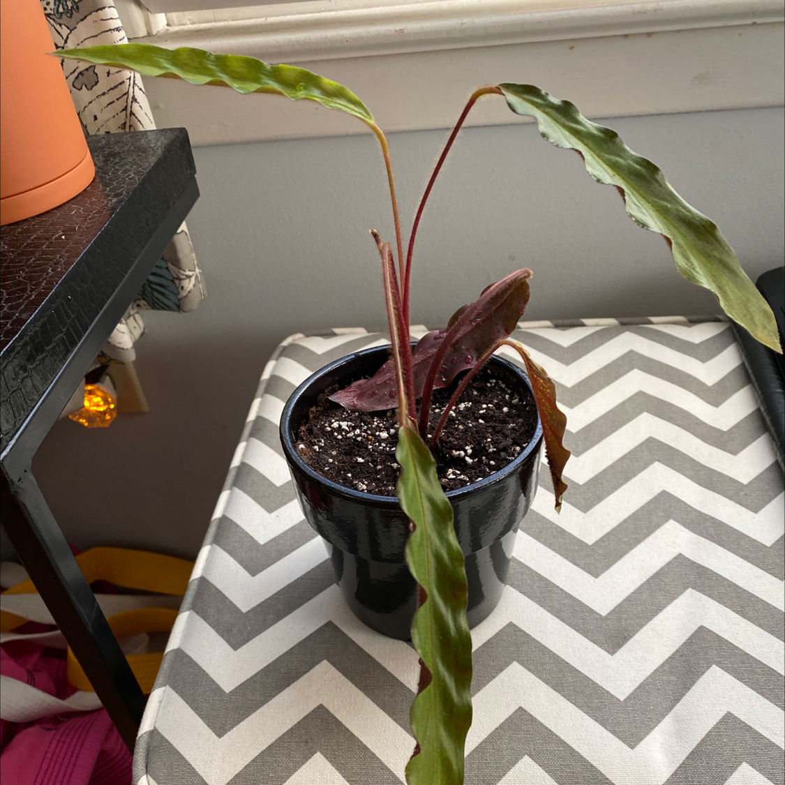 Potted Furry Feather Calathea with wavy leaves, some yellowing and browning, on a patterned surface.