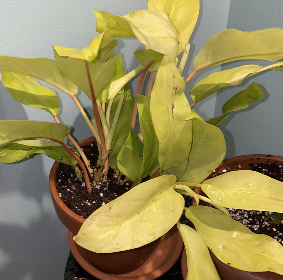 Philodendron 'Moonlight' plant with yellowing and browning leaves in a pot.