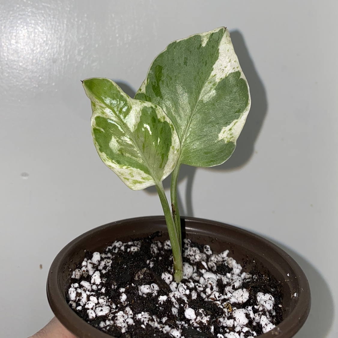 Pearls and Jade Pothos plant with variegated leaves in a pot with visible perlite.