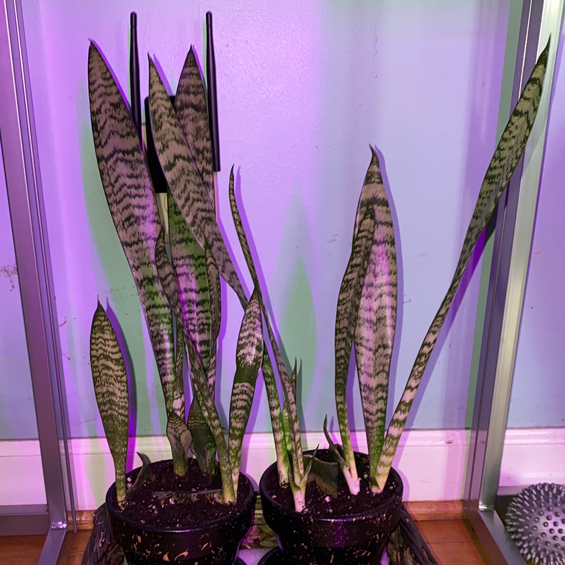 Snake Plant plant photo by @Amdewil named Shakira on Greg, the plant care app.