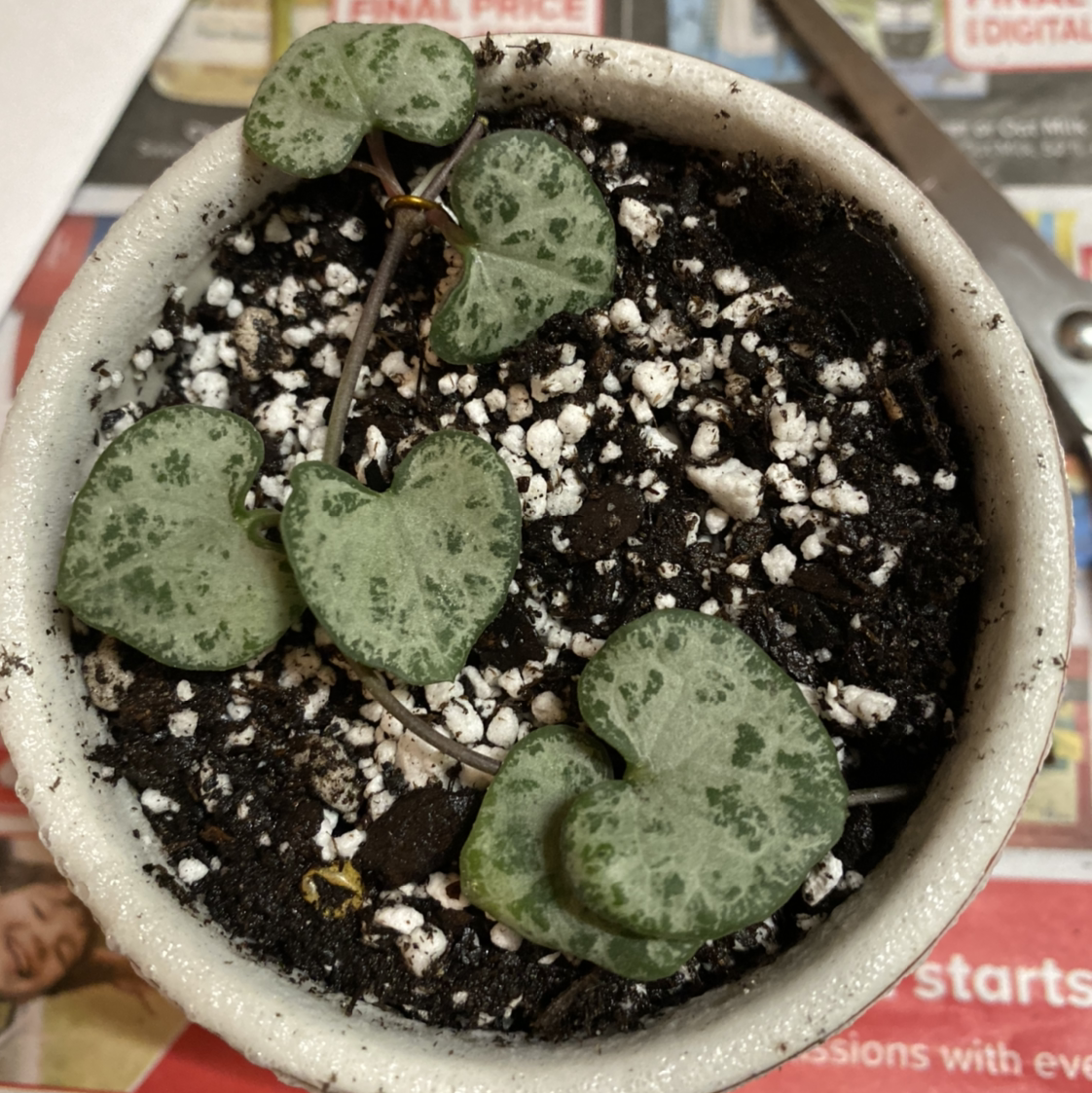 Close-up of a healthy Chain of Hearts succulent plant with green and silver variegated heart-shaped leaves growing in a ceramic pot.
