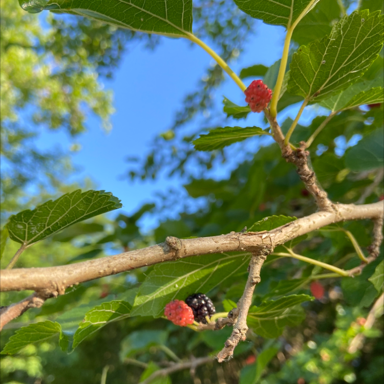 White Mulberry plant with green leaves and fruits in different stages of ripeness.