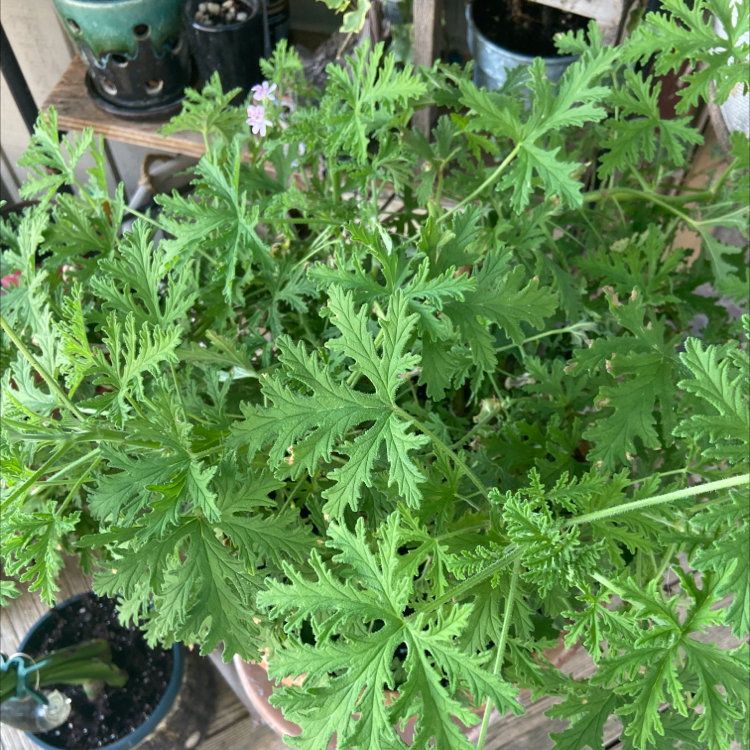Sweet Scented Geranium with lush green foliage and some visible flowers.