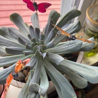 Echeveria Runyonii plant in Somewhere on Earth