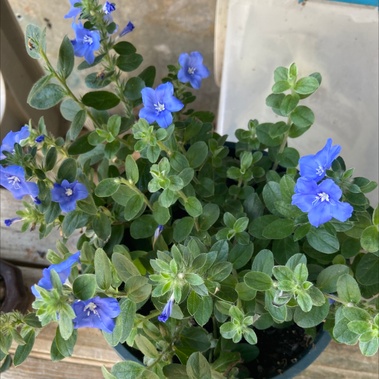 Beach Bum Blue plant photo by Christel named Your plant on Greg, the plant care app.