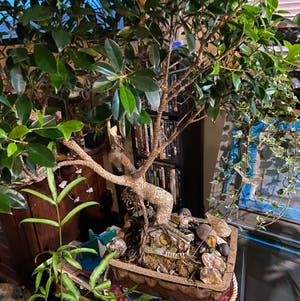 Ficus Ginseng plant photo by Christel named Your plant on Greg, the plant care app.