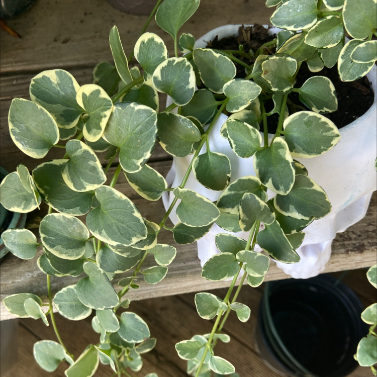 Photo of the plant species Greater Periwinkle by Christel named Your plant on Greg, the plant care app