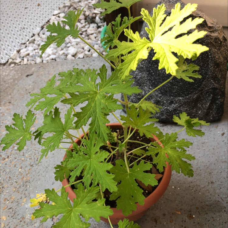 Sweet Scented Geranium in a pot with some yellowing leaves, well-framed and focused.