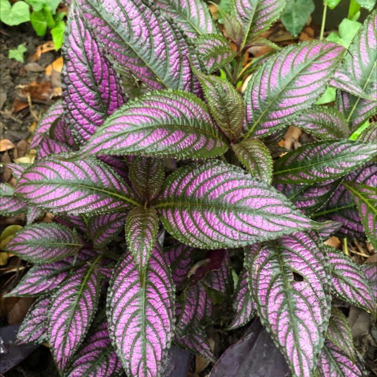 Photo of the plant species Persian Shield by @SeanGrey23 named Vampira on Greg, the plant care app