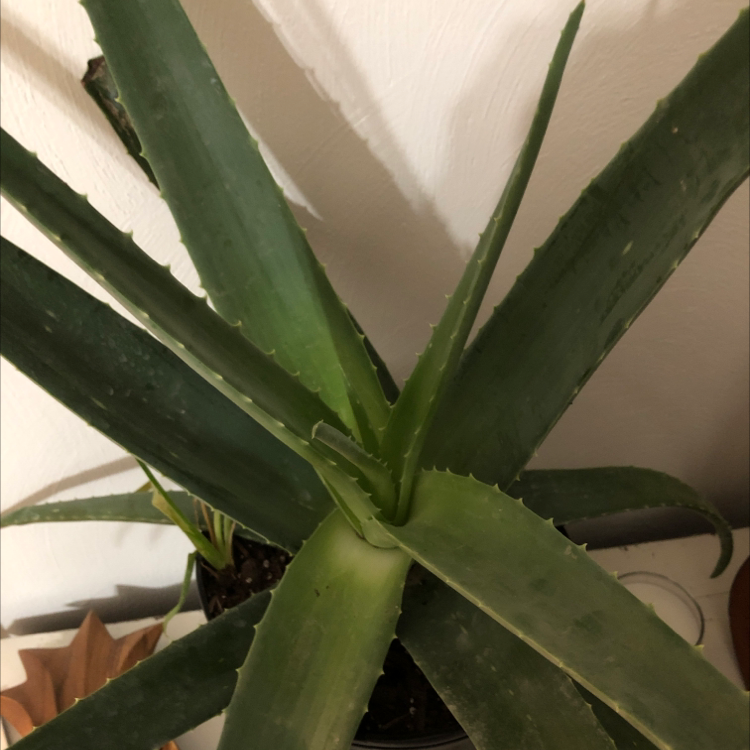 Aloe vera plant photo by @SeanGrey23 named Dusty Bottoms on Greg, the plant care app.