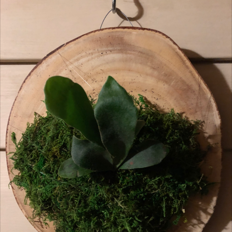 Elkhorn Fern plant photo by @SeanGrey23 named Kay Harker on Greg, the plant care app.