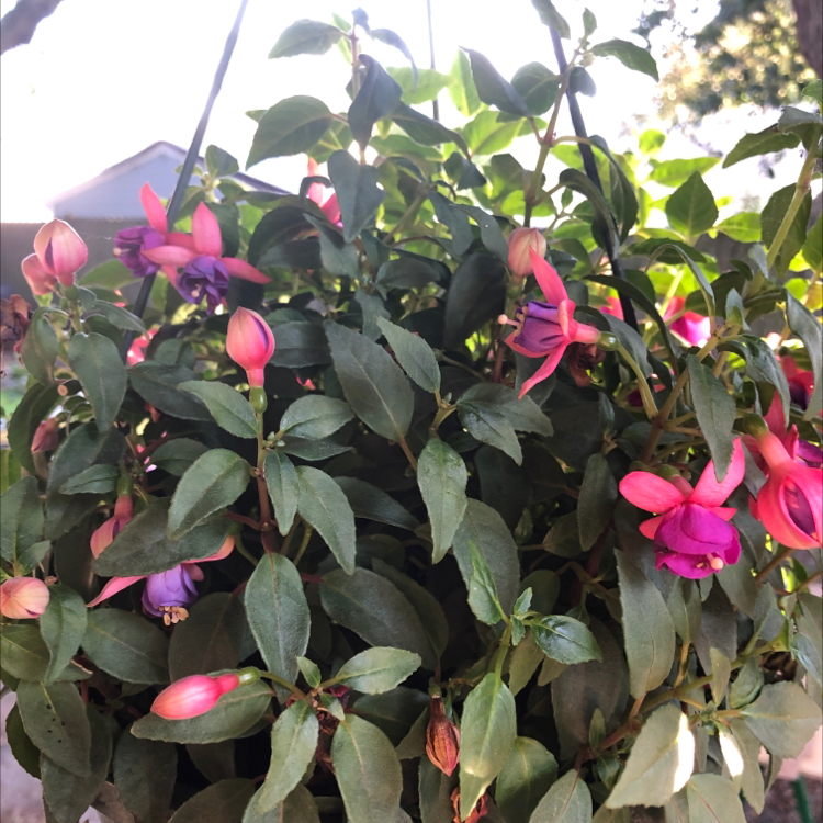 Photo of the plant species Hummingbird Fuchsia by @SeanGrey23 named Phoebe on Greg, the plant care app